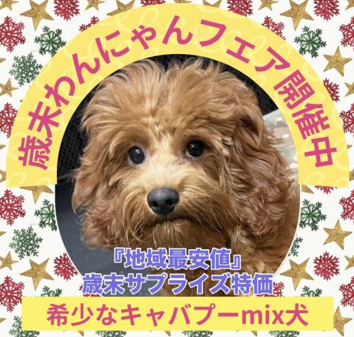 MIX歳末サプライズ特価の子🉐 💕キャバプーmix犬💕マナートレーニングも済ませた賢い子💕当店は余計な諸経費は取りませんからお得にお迎えできます💕