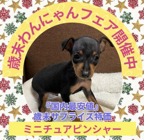 ミニチュアピンシャー歳末サプライズ特価🉐小さめな可愛い子💕おトイレも覚えた賢い子💕絶対安い！【国内最安値】超お得な子🉐