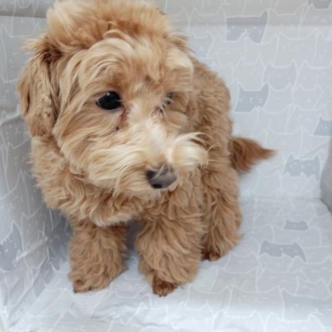 MIXマルプー×トイプードル