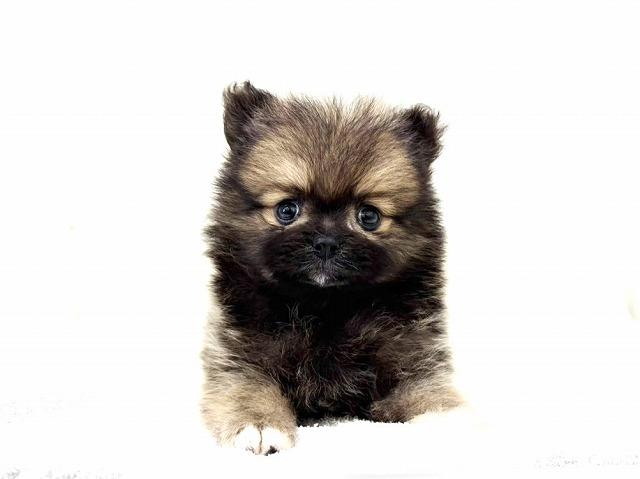 ポメラニアン513