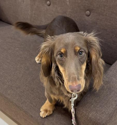 ミニチュアダックスフンド