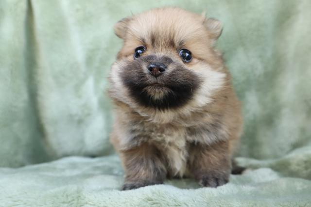 ポメラニアン可愛い❣️★表示価格は生体価格、ワクチン、マイクロチップ、生命、先天性病気保障、など諸費用全部含むの総額です! ★ご来店お待ちしております。