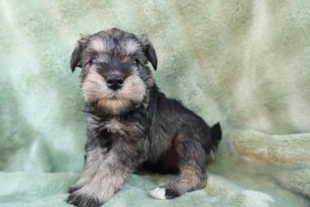 ミニチュアシュナウザー可愛い❣️★表示価格は生体価格、ワクチン、マイクロチップ、生命、先天性病気保障、など諸費用全部含むの総額です！ ★ご来店お待ちしております。