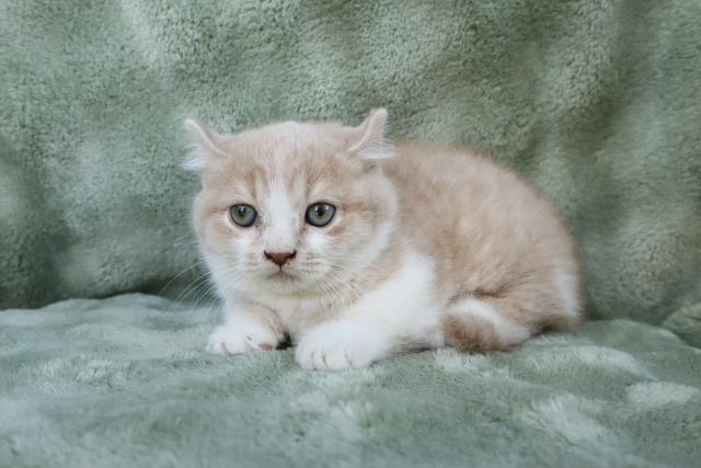 キンカロー可愛い❣️★表示価格は生体価格、ワクチン、マイクロチップ、生命、先天性病気保障、など諸費用全部含むの総額です！ ★ご来店お待ちしております。