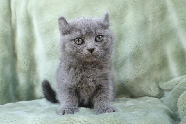 キンカロー可愛い❣️★表示価格は生体価格、ワクチン、マイクロチップ、生命、先天性病気保障、など諸費用全部含むの総額です！ ★ご来店お待ちしております。