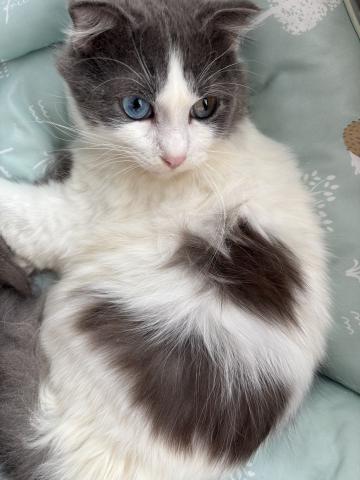 スコティッシュフォールド