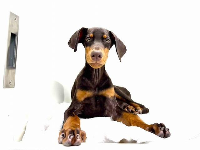 ドーベルマン153