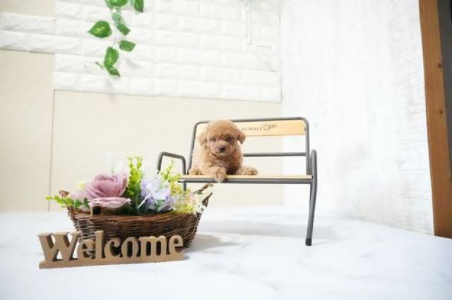 トイプードル（タイニー）5910