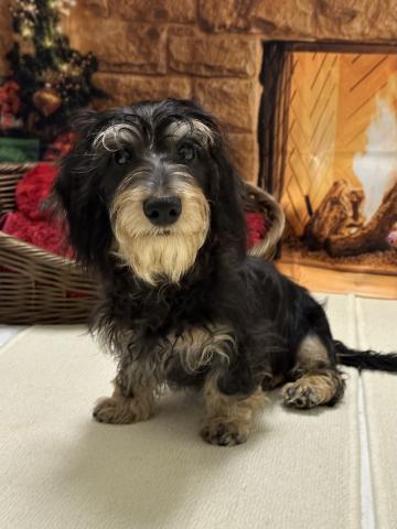 カニンヘンダックスフンドワイヤーダックス