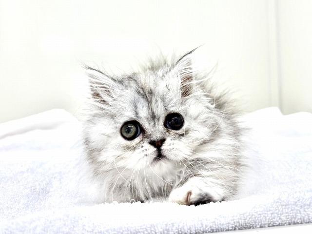 ミヌエット（旧ナポレオン）330