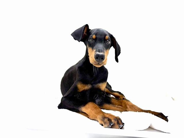 ドーベルマン690