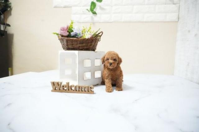 トイプードル(タイニー)5912