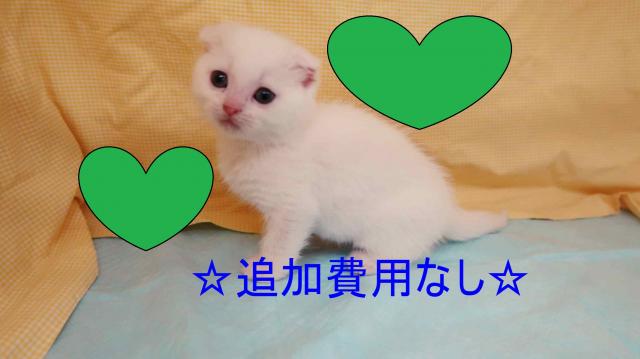 スコティッシュフォールド