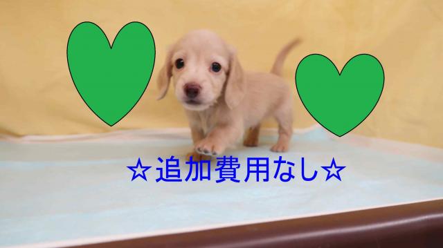 ミニチュアダックスフンド