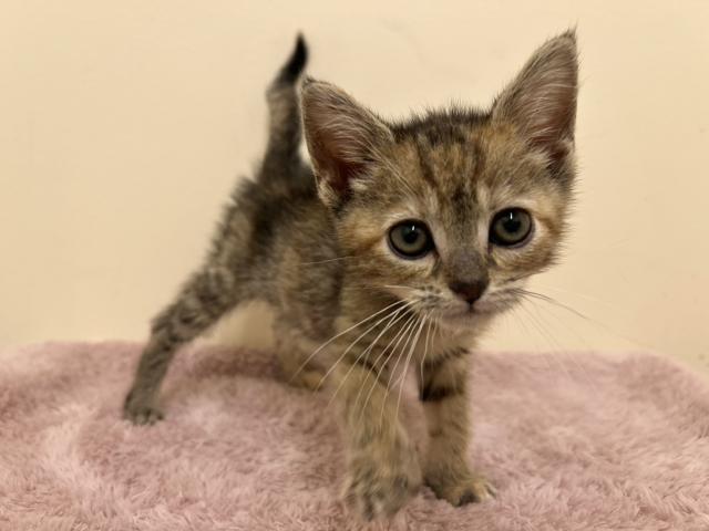 スコティッシュフォールド