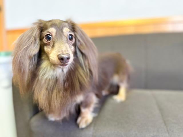 カニヘンダックスフンド　ロング