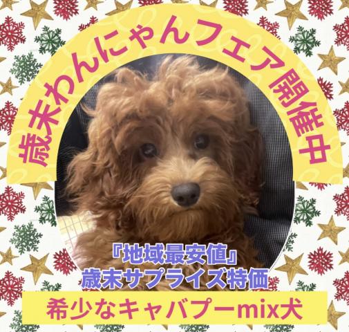 MIX歳末サプライズ特価の子🉐 💕キャバプーmix犬💕マナートレーニングも済ませた賢い子💕当店は余計な諸経費は取りませんからお得にお迎えできます💕