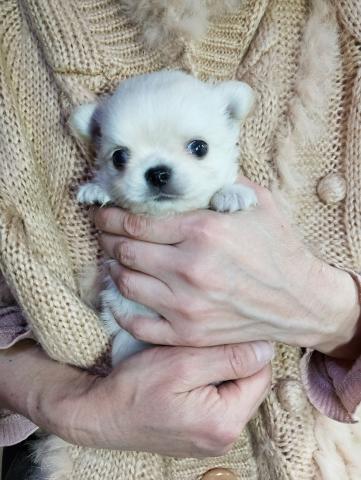 チワワ（ロングコート）