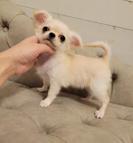 チワワ（ロングコート）