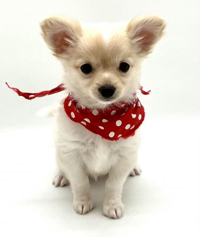 チワワ（ロングコート）