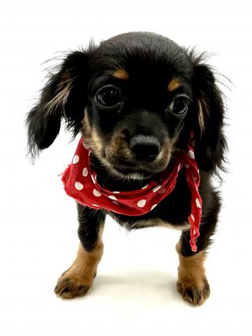 MIXミニチュアダックスxチワワ