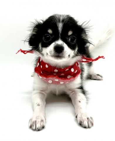 チワワ（ロングコート）