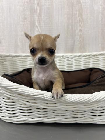 チワワ（スムースコート）