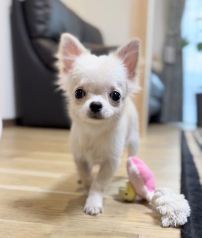 チワワ（ロングコート）