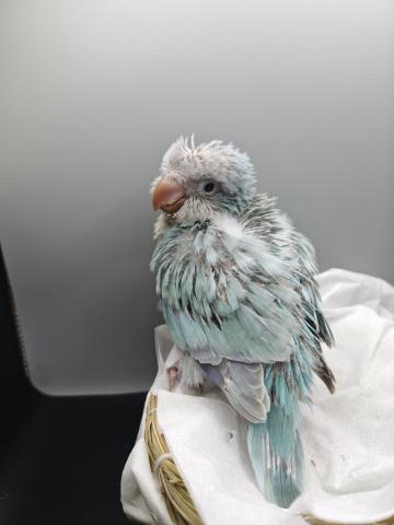 オキナインコ♂️