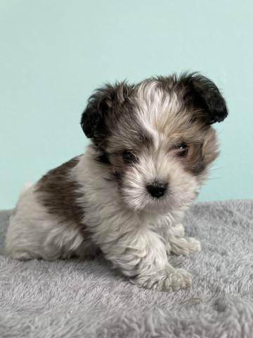 マルチーズ×Mダックス