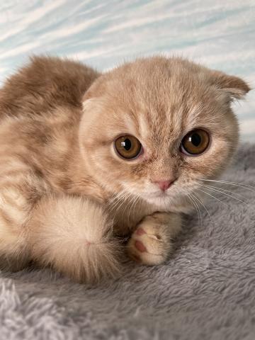 スコティッシュフォールド