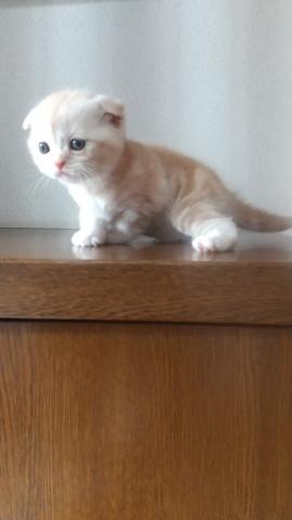 スコティッシュフォールド