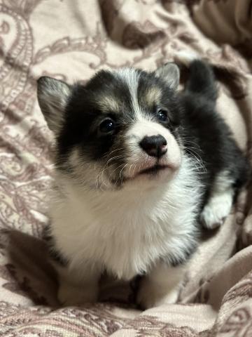 ウェルシュコーギーペンブローク