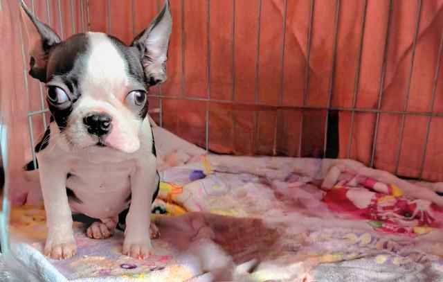 ボストンテリア