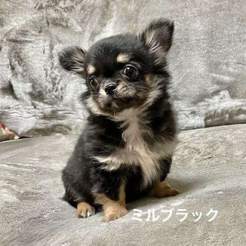 チワワ(ロングコート)