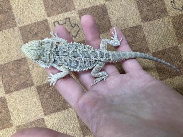 フトアゴヒゲトカゲ