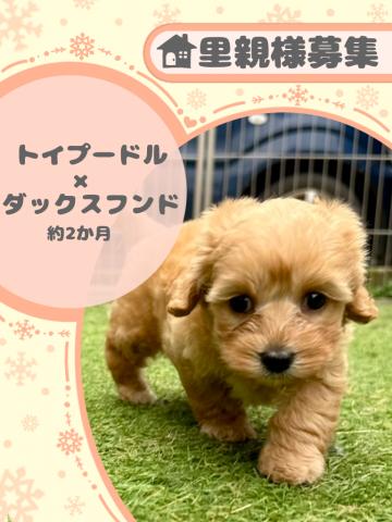 ダップー(プードル×ダックス)