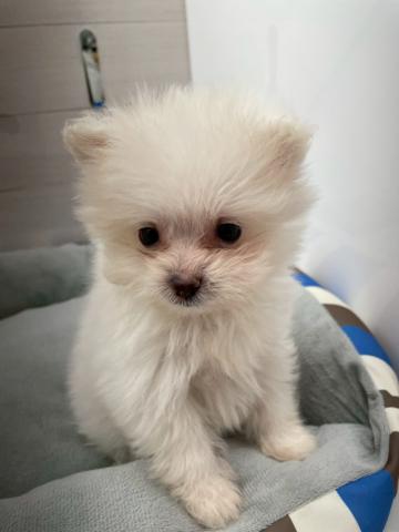 MIXポメラニアン×トイプードル