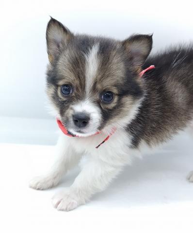 MIX（父チワワ×母スピッツ）