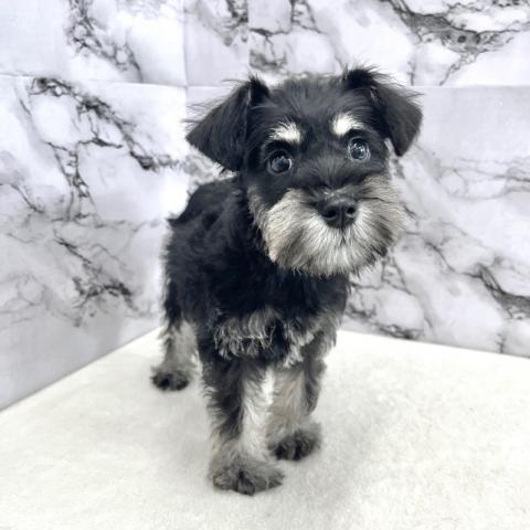 ミニチュアシュナウザー12/5お写真、動画更新🎵【動画あり】知性とやさしさが滲むMシュナの女の子♪