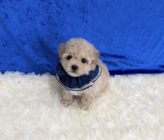 MIXビションプー