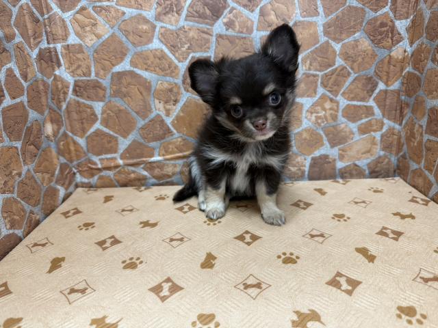 チワワ（ロングコート）