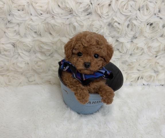 MIXビションプー