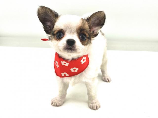 チワワ(ロングコート)