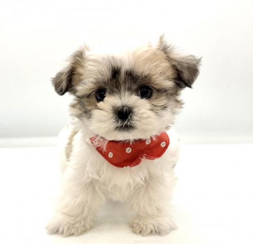 MIXマルチーズ×シーズー