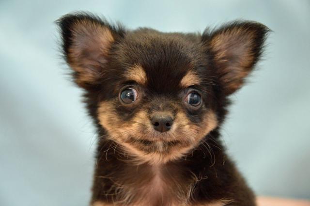 チワワ(ロングコート)