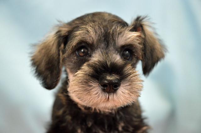 ミニチュアシュナウザー