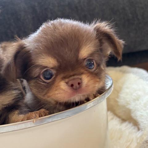 チワワ(ロングコート)