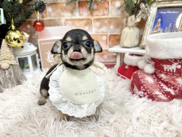 チワワ（スムースコート）