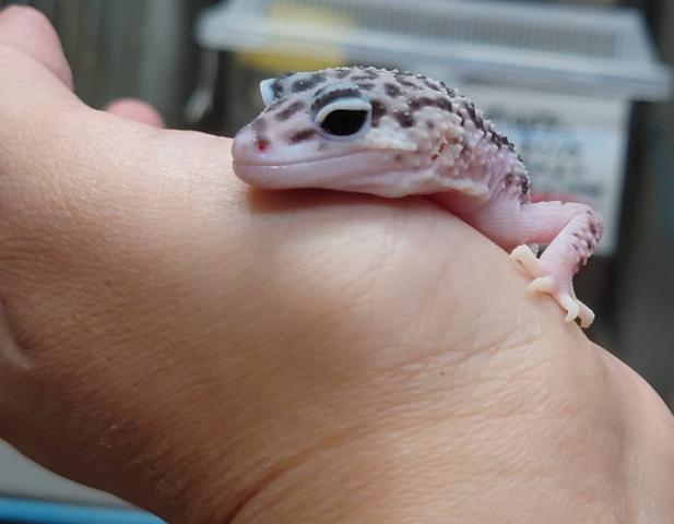 レオパードゲッコー